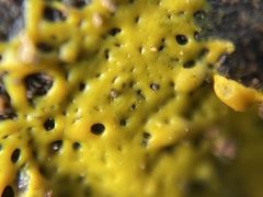 Physarum