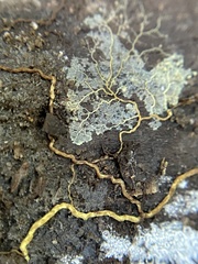 Physarum