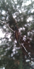 Gasteracantha diardi