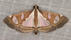 Glyphodes bicolor