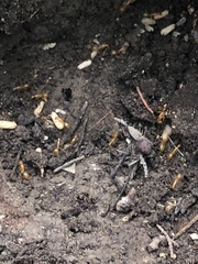 Camponotus festinatus