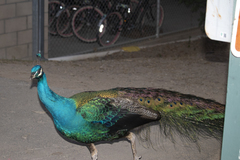 Pavo cristatus × muticus