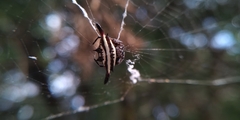 Gasteracantha diardi
