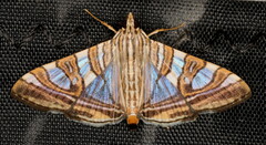 Glyphodes stolalis
