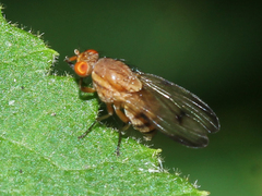 Minettia inusta
