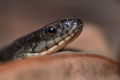 Thamnophis validus