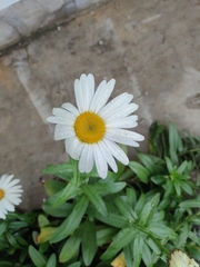 Leucanthemum