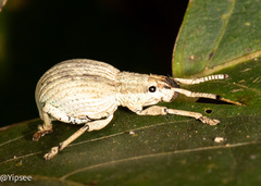Episomus chinensis
