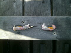 Trypaea australiensis