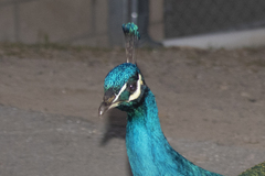 Pavo cristatus × muticus