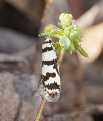 Philobota impletella