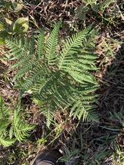Pteridium aquilinum