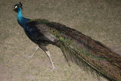 Pavo cristatus × muticus