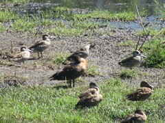 Malacorhynchus membranaceus