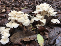 Marasmius pellucidus