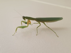 Orthodera ministralis