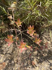 Alstroemeria hookeri