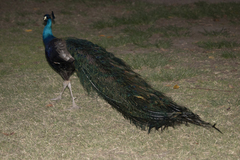 Pavo cristatus × muticus