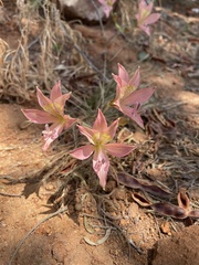 Alstroemeria hookeri