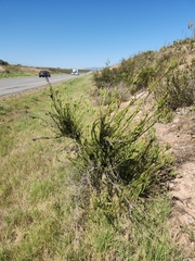 Leucadendron stellare