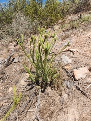 Leucadendron stellare