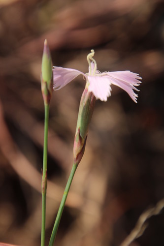 Image of Dianthus zeyheri by (c) Tony Rebelo, some rights reserved (CC BY-SA)