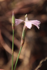 Dianthus zeyheri