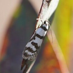 Philobota impletella