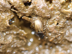 Melinopterus