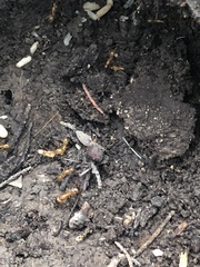 Camponotus festinatus