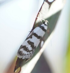 Philobota impletella