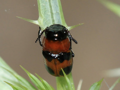 Coptocephala