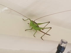 Conocephalus maculatus