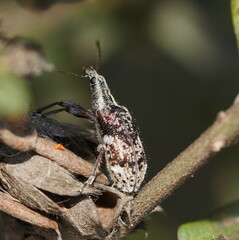 Agnesiotis pilosula