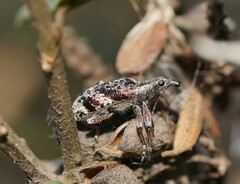 Agnesiotis pilosula