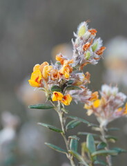 Oxylobium ellipticum