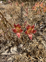 Alstroemeria hookeri