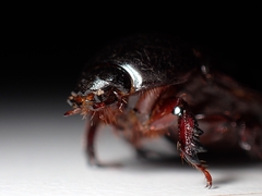 Heteronychus arator