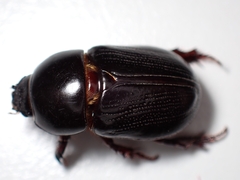 Heteronychus arator