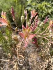 Alstroemeria hookeri