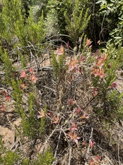 Alstroemeria hookeri