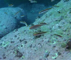 Stethojulis interrupta