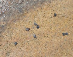 Echinolittorina pascua