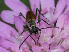 Lepturini