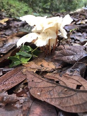 Marasmius pellucidus