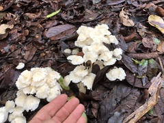 Marasmius pellucidus