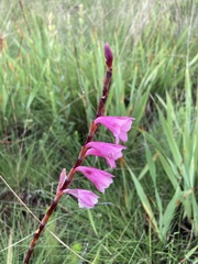 Watsonia pulchra