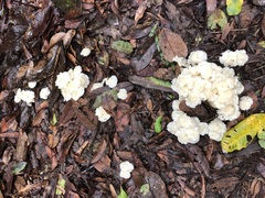 Marasmius pellucidus