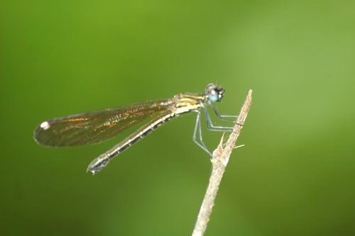 Chlorocyphidae