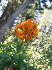 Lilium pardalinum shastense
